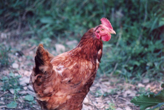 achicken7.jpg